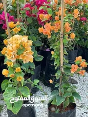  3 ركن المنزل لخدمات الزراعة العامة وتنسيق الحدائق وصيانتها مع خدمة التوصيل لكافة محافظات المملكة