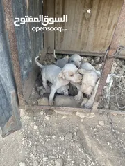  5 كلبة صيد مع اربع جراوه للبيع