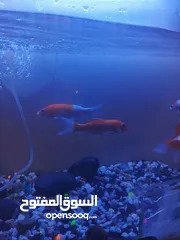  3 مجموعة اغراض مع سمك