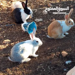  1 موجود ارانب كبار للبيع نقي الجوز على 14 دينار