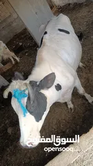  8 بقرة بطن ثالث للبيع