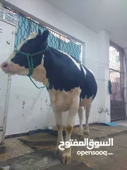  1 ذبح اضاحي داخل اربد