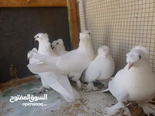  4 الكوم 70 فقط الحبة ليرتين فقط  حرق .... حرق .... حرق.... الموقع الكرك / الحسينية