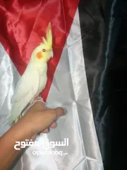  3 طير كوكتيل للبيع