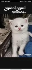  8 Adorable British Shorthair Kittens Looking for Their Forever Homes – Ready to Join Your Family