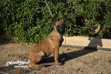  3 Belgian Malinois & Dutch Shepherd
