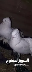  6 حمام  هزاز ابيض