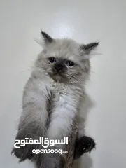  3 قطط هملايا