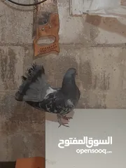  4 حمام هزاز للببع