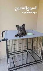  4 French bulldog فرنش بولدغ فلافي