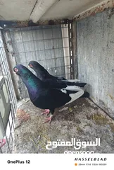  24 11 جوز مساويد، كشامره هومرات محيرات بواز مزهورات اسطنابله