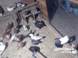  5 جوز حمام يمامه للبيع صحه ونضافه وشغال