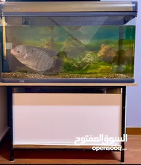  1 Large Gourami fish with items