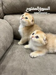  5 Cat kittens / Gold Scottish kittens