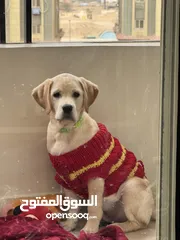  1 كلب لابرادور للبيع