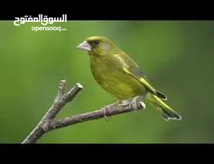  1 متوفر  طيور  خضري