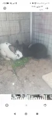  3 ذكر وانثى هجين بابيون