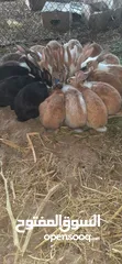  6 أرانب ذكور للبيع