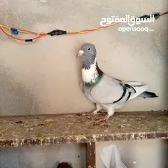  1 طيرة امازوني للبيع