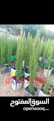  4 جميع انواع الاشجار الزينه والمثمره بأفضل الاسعار