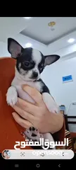  5 Small Female Chihuahua