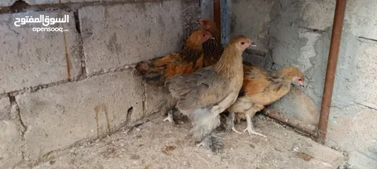  4 متاح صيصان براهما عمر 5 اشهر