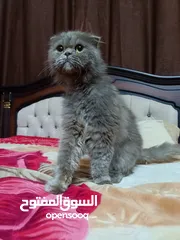  1 قطه سكوتش فولد لون سكني للبيع بسعر مغري جدا للتواصل  القطه اكتير الاليفه وهاديه