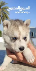 6 husky puppies available
