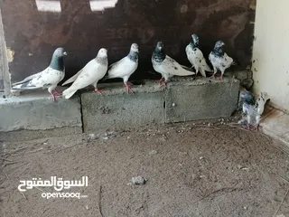  2 حمام باكستاني