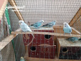  4 طيور حب للبيع