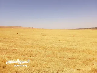  12 مادبا ماعين غرابيات ام راسين قطعة ارض زراعية بمنطقة هادئة و مميزة بمساحة 5300 م واصل الخدمات