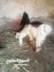  4 خمس معزا و ثلاث جديان