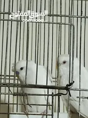  3 كوكتيل و حب