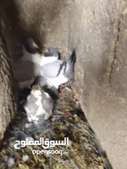  4 حمام للبيع