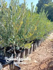  12 مشاتل السهل الاخضر الزراعيه تنسيق حدائق ومزارع