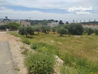  13 دنم مميز بطنا ع شارعين قرب شارع الستين الجديد