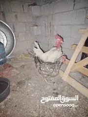  2 ديك ابو ركيب ودجاج عرب ورد البكل