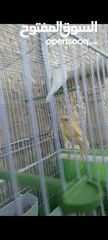  4 طيور كنار ( ذكرين) عمرهم ثلاثه شهور  + القفص مناسب جدا وا كبير + المالكل + المشارب