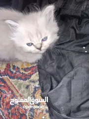  2 قطط للبيع همالايا ما شاء الله العمر شهر ونص
