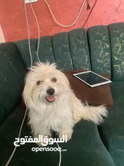  3 كلاب بيتوته