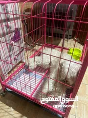  4 كلب مالتي بودل للبيع عمره 8 أشهر لطيف ونضيف جدا للبيع ب 100 شامل القفص