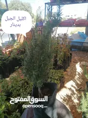  24 اشتال للبيع يتوفر اشتال منوعه وجميله