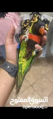  3 ببغاء الوري محجله الطائره حلوه