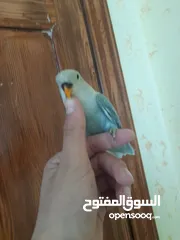  6 متاح بفضل الله 8 حبات روز اليفات ومدربات أقر الوصف