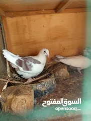  7 زوج حمام للبيع