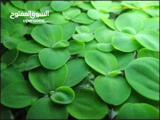  2 سمك ، نبات طافي طبيعي لأحواض السمك (مفيد للـ سمك) من نوع Dwarf water lettuce
