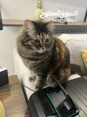  3 Mixed local/Persian cat for adoption  قطة مزيج بين بلدي و شيرازي للتبني
