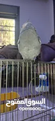  7 طير كوكتيل للبيع أليف ذكر     يصفر بصوت هادئ وليس  مزعج ويلحن أليف يأتي مع قفصه