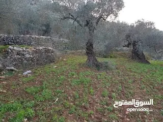  2 أرض تصنيف أ زيتون