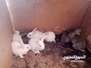  1 أرانب بلدي و فرنسي للبيع  ديوك بلدي للبيع